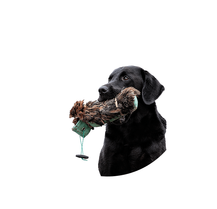 black labrador with toy in its mouth