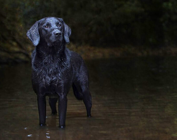 black labrador standing in river