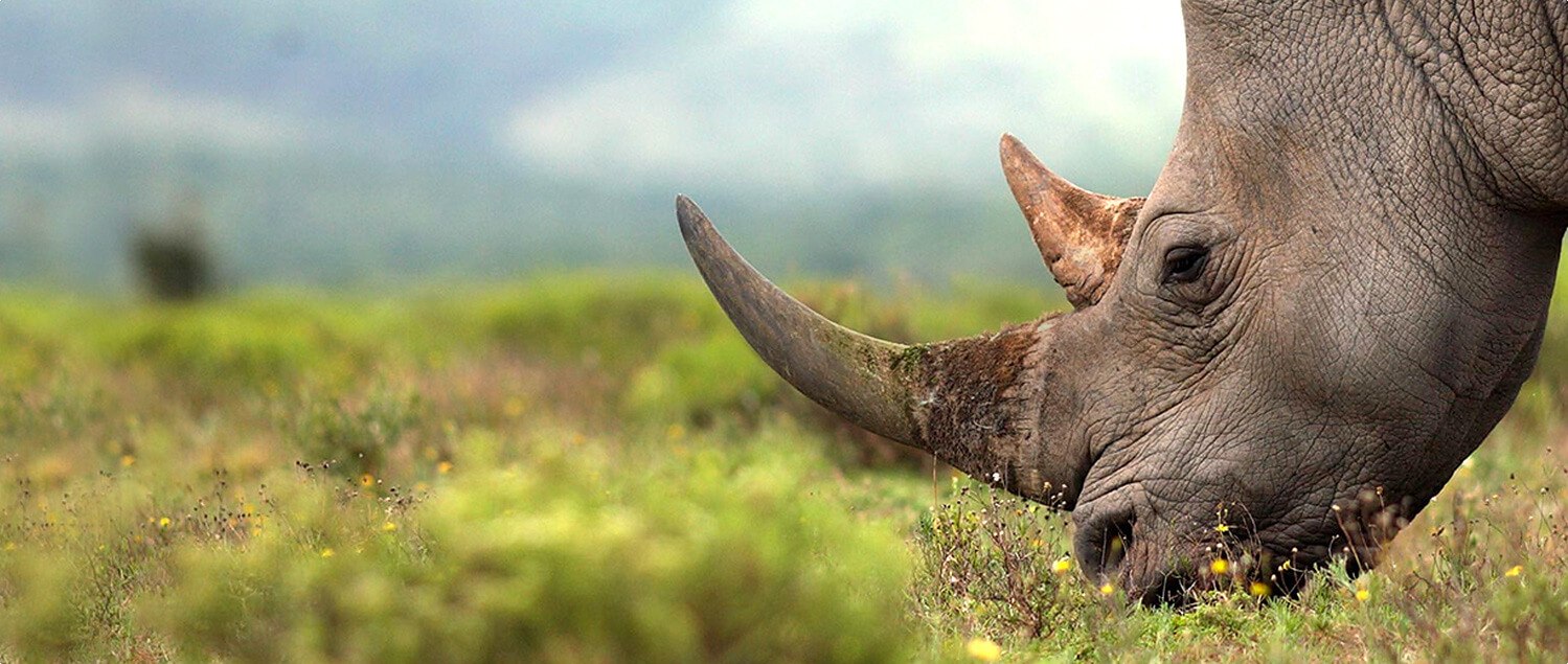 a rhinoceros in the savannah