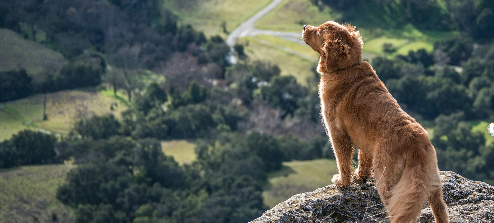 A golden-brown dog stands on a rocky outcrop, looking out over a vast, green valley with rolling hills and scattered trees.