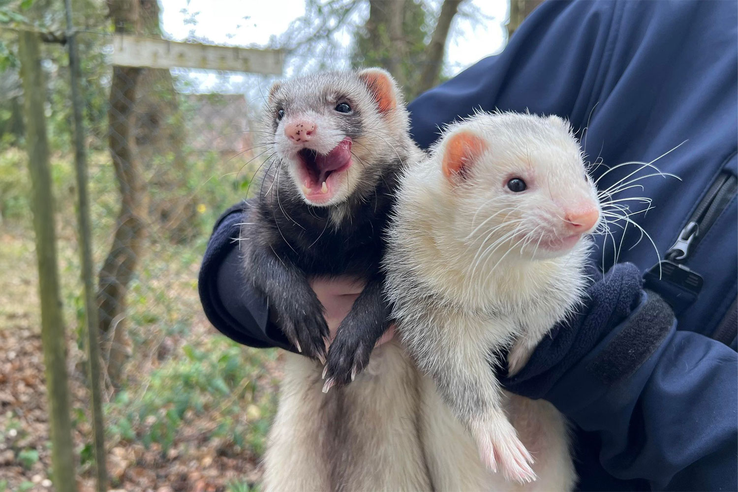 A image of two happy ferrets in an open enclousre being handled. One s licking its lips in delight.